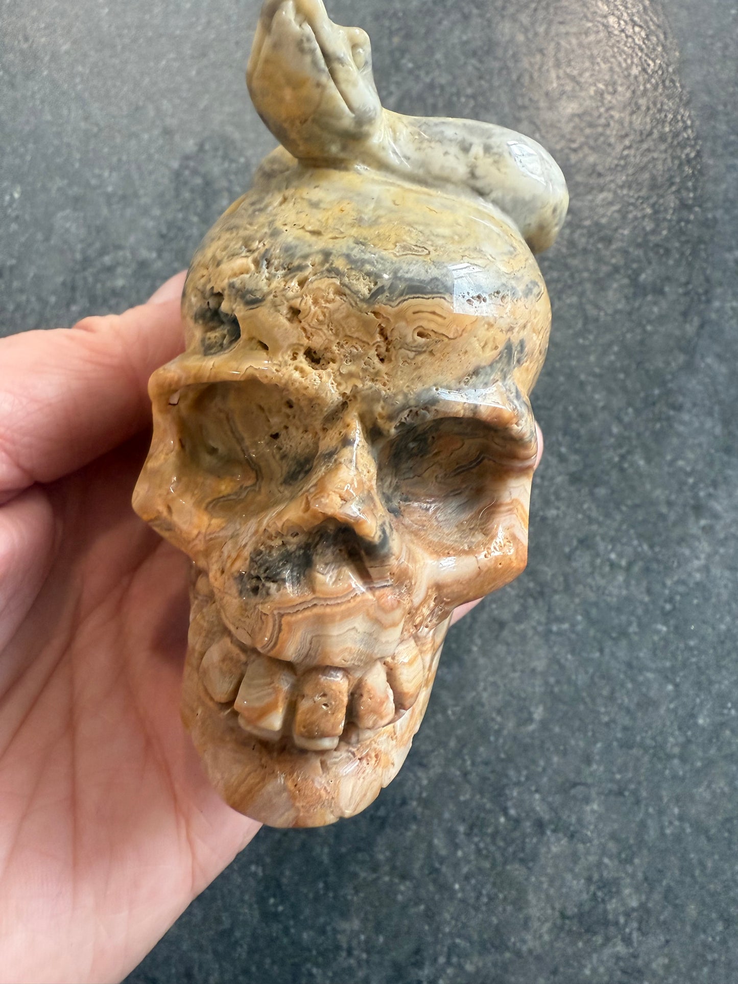 Crazy Lace Agate Skull